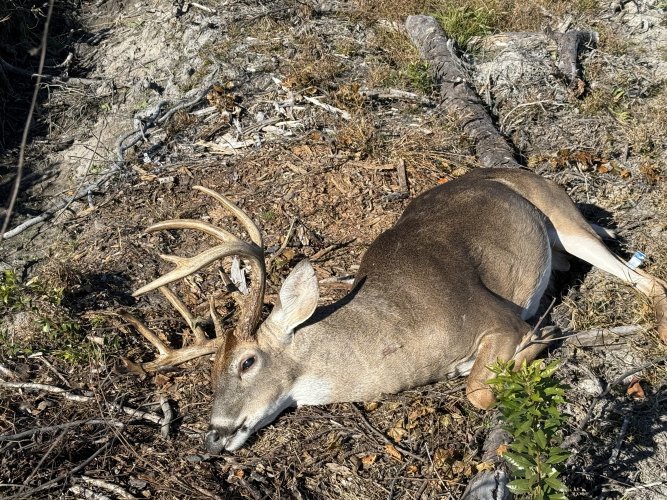 IMG_8401.jpeg IMG_8401.jpeg