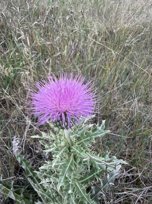 IMG_1977.JPG IMG_1977.JPG