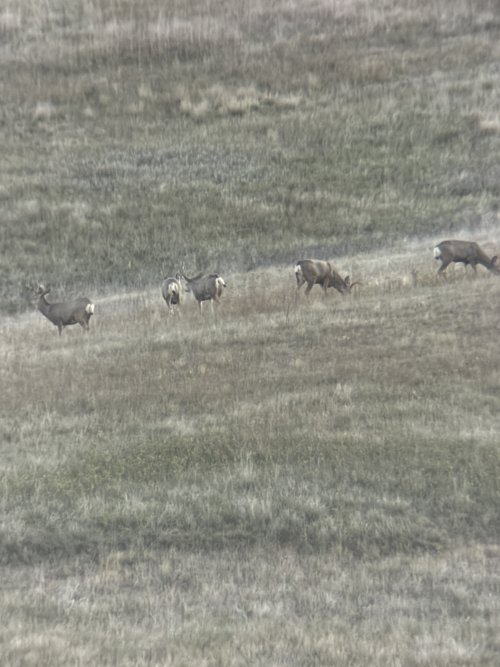 IMG_1981.JPG IMG_1981.JPG