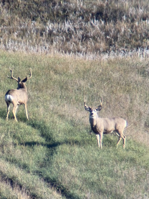 IMG_2007.JPG IMG_2007.JPG