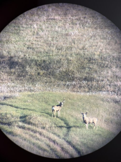 IMG_2005.JPG IMG_2005.JPG