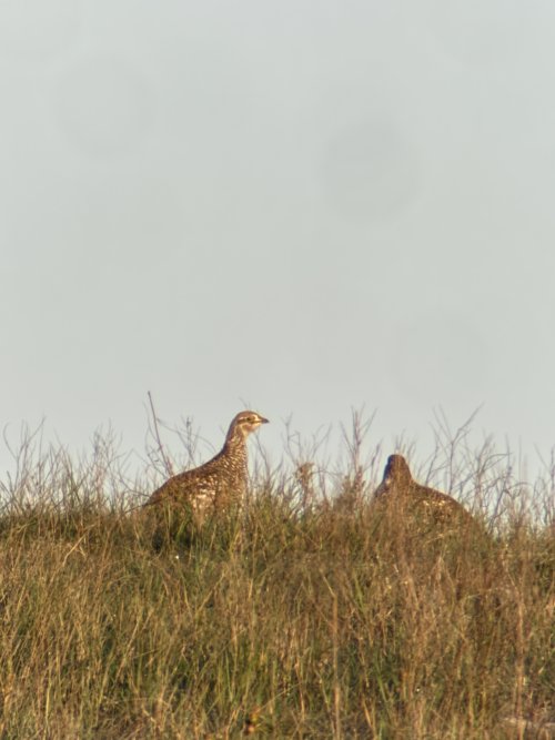 IMG_1997.JPG IMG_1997.JPG