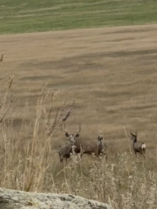 IMG_2016.JPG IMG_2016.JPG