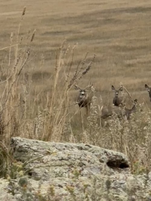 IMG_2017.JPG IMG_2017.JPG