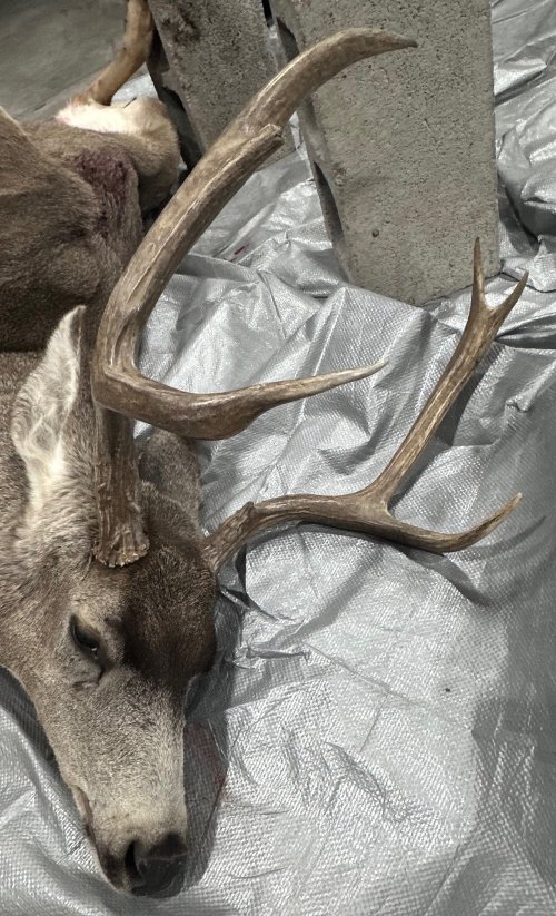 buck.jpg