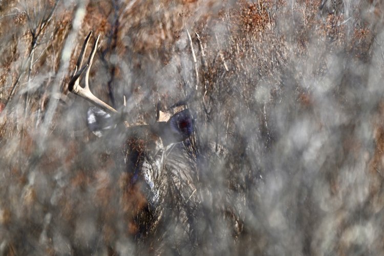 _DSC9934.jpeg _DSC9934.jpeg