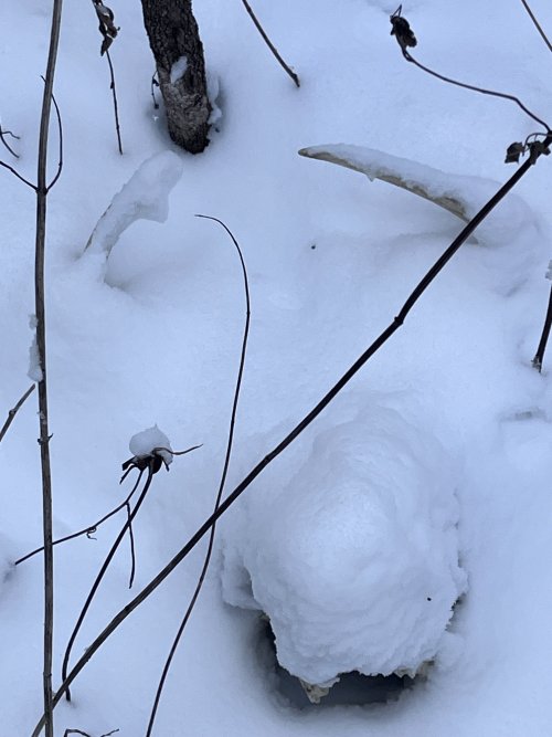 IMG_2148.jpeg IMG_2148.jpeg