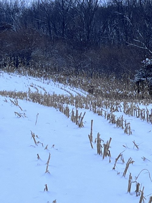 IMG_2144.jpeg IMG_2144.jpeg