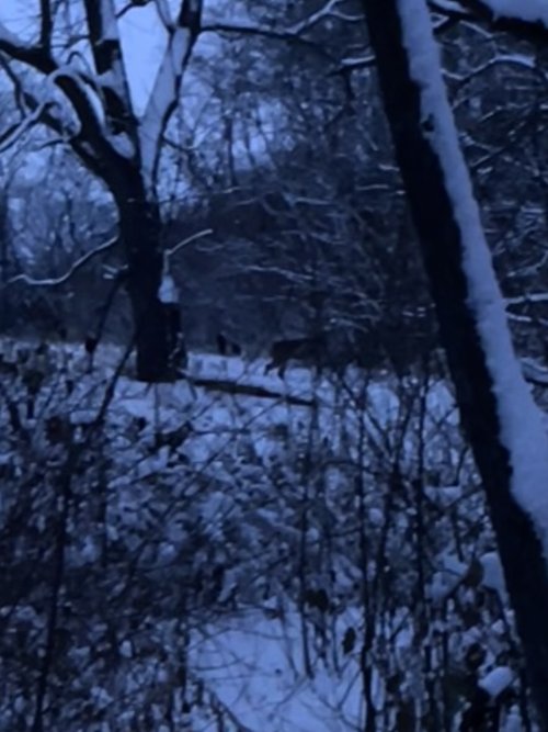 IMG_2133.jpeg IMG_2133.jpeg