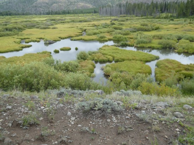 Thorofare meadows.JPG