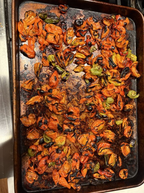 IMG_6503.jpeg IMG_6503.jpeg