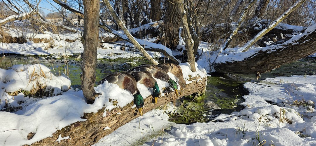 20251207_095746.jpg 20251207_095746.jpg