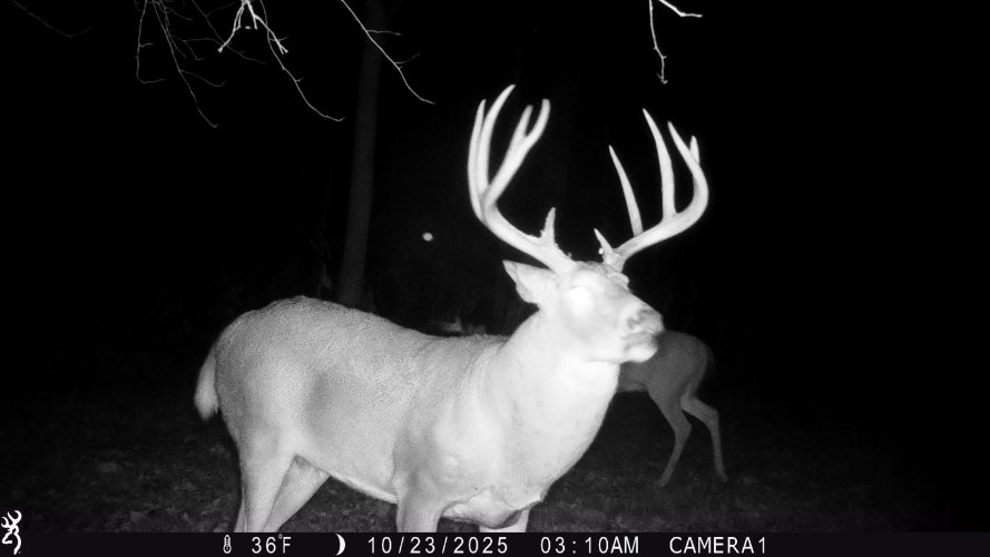 bigbuck14.jpg