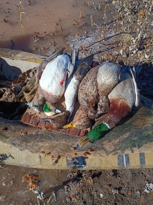 IMG_20251208_134236894_HDR.jpg IMG_20251208_134236894_HDR.jpg