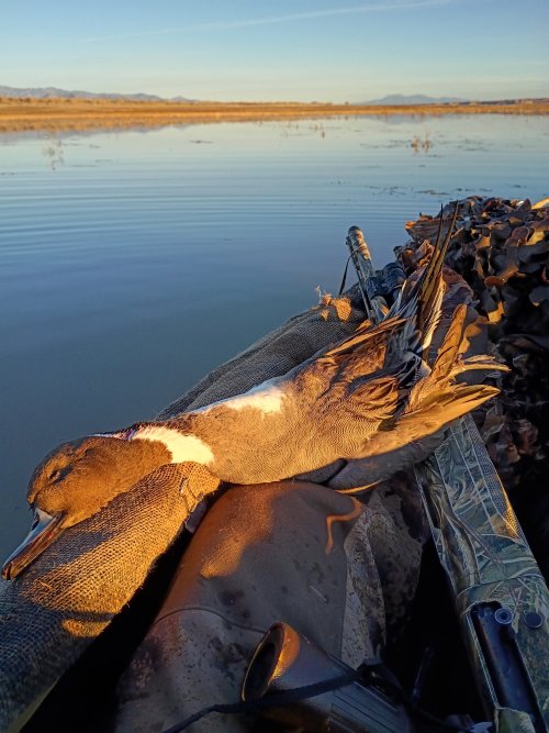 IMG_20251208_072956610_HDR.jpg IMG_20251208_072956610_HDR.jpg