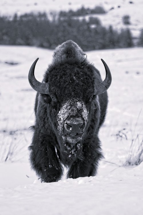 winter_bull_bison.jpg
