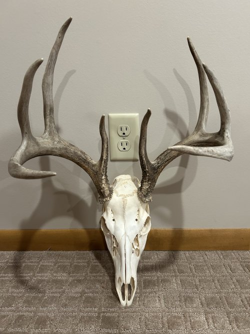 deer.jpeg