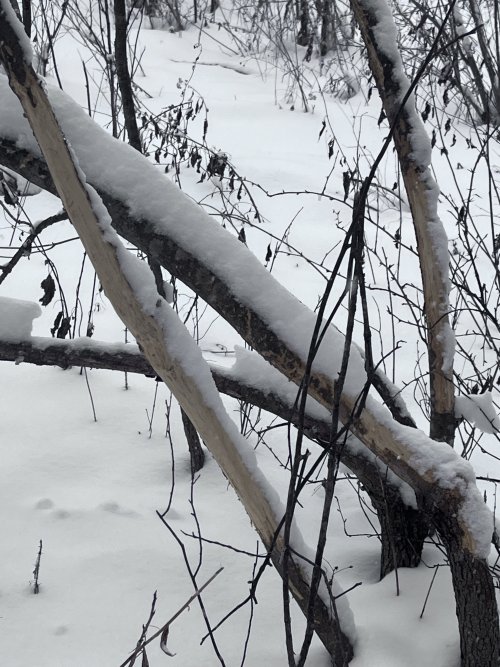 IMG_2185.jpeg IMG_2185.jpeg