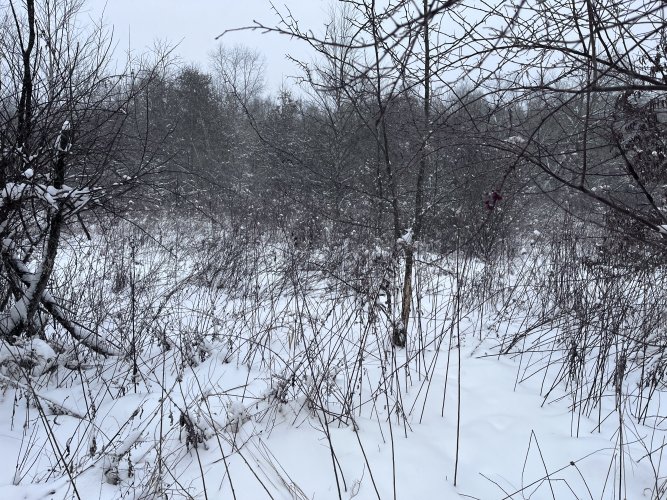 IMG_2184.jpeg IMG_2184.jpeg