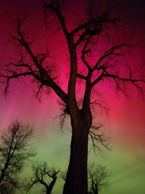 2025 MT (NorthenLights and Cottonwood).jpg