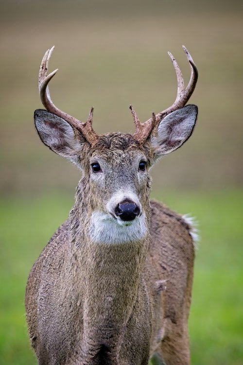 wet_buck_12Dec2025.jpg