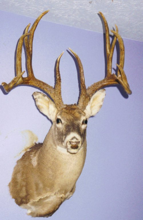 Papaw's Buck.jpg