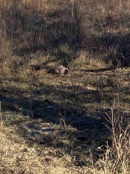 IMG_7365.jpeg IMG_7365.jpeg