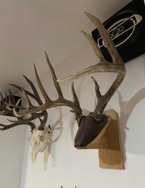 IMG_9243.jpeg IMG_9243.jpeg