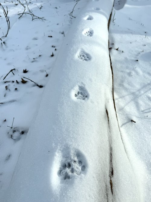 IMG_3529.jpeg IMG_3529.jpeg