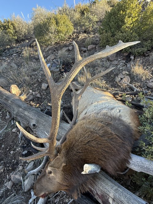 IMG_8785.jpeg IMG_8785.jpeg