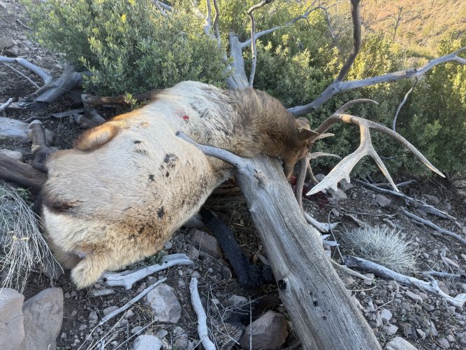 IMG_8706.jpeg IMG_8706.jpeg