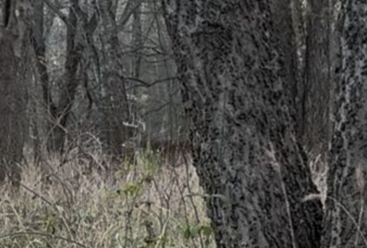 IMG_8986.jpeg