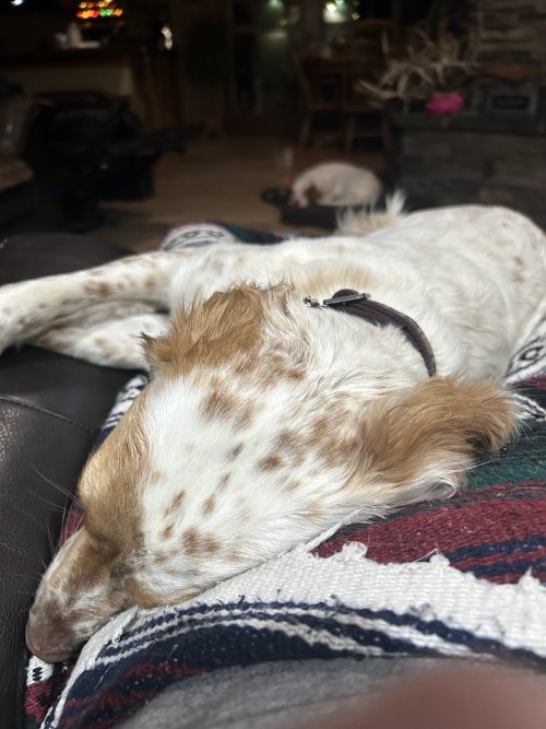 IMG_4508.jpeg IMG_4508.jpeg