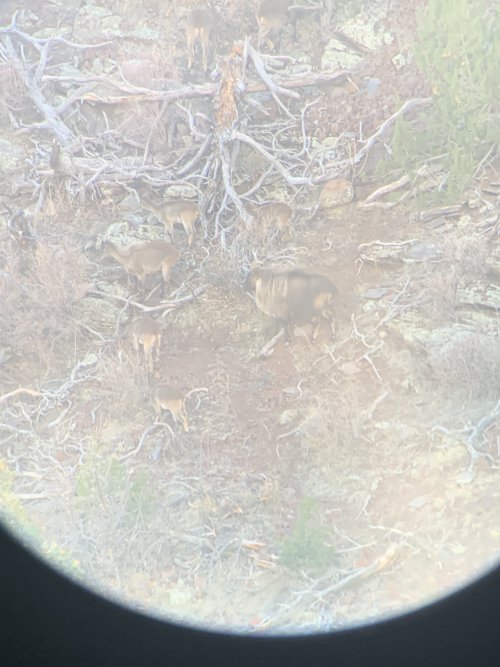 24B36CDF-D248-4FC4-8EB2-F75DD78F101C.jpeg 24B36CDF-D248-4FC4-8EB2-F75DD78F101C.jpeg