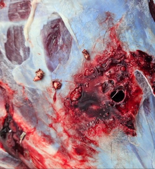 Screenshot_20251218_185940_Gallery.jpg Screenshot_20251218_185940_Gallery.jpg