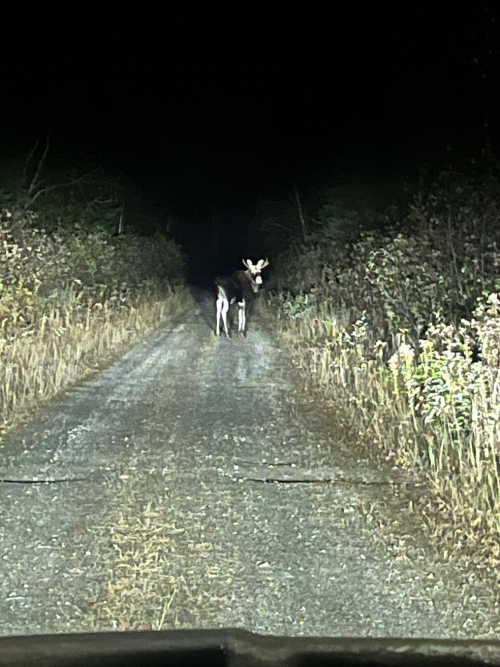 moose.png moose.png