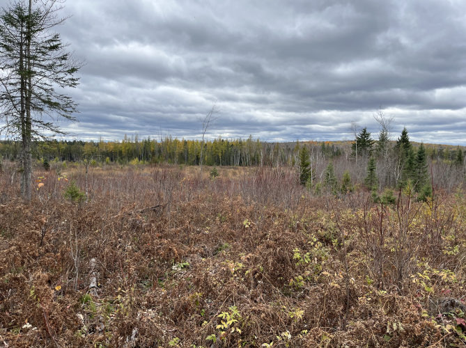 clearcut.png clearcut.png