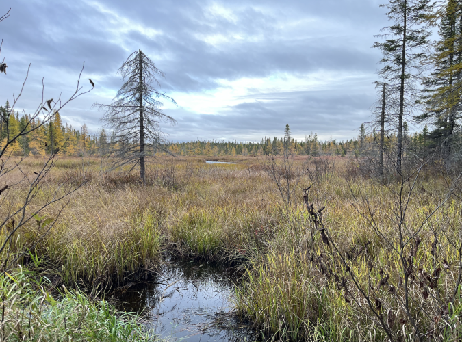 tamaracks.png tamaracks.png