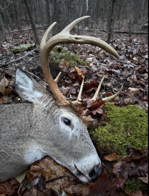 SIL Deer.png SIL Deer.png