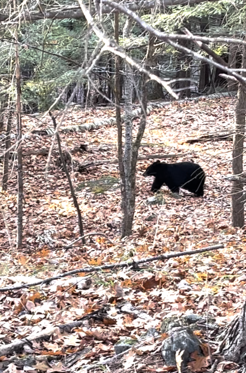 bear.png bear.png
