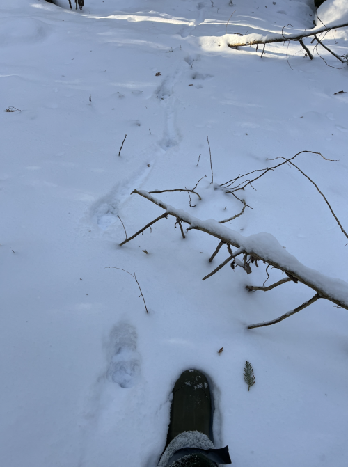 giant track.png giant track.png