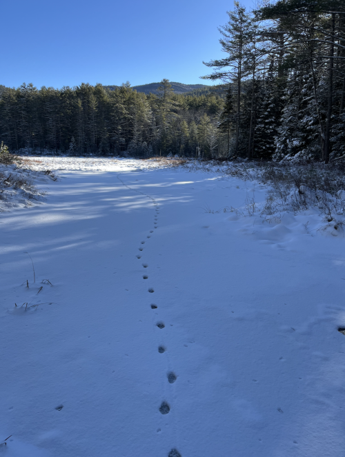 coyote tracks.png coyote tracks.png