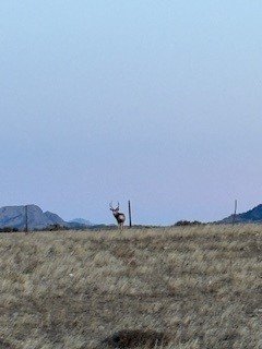 deer.jpg