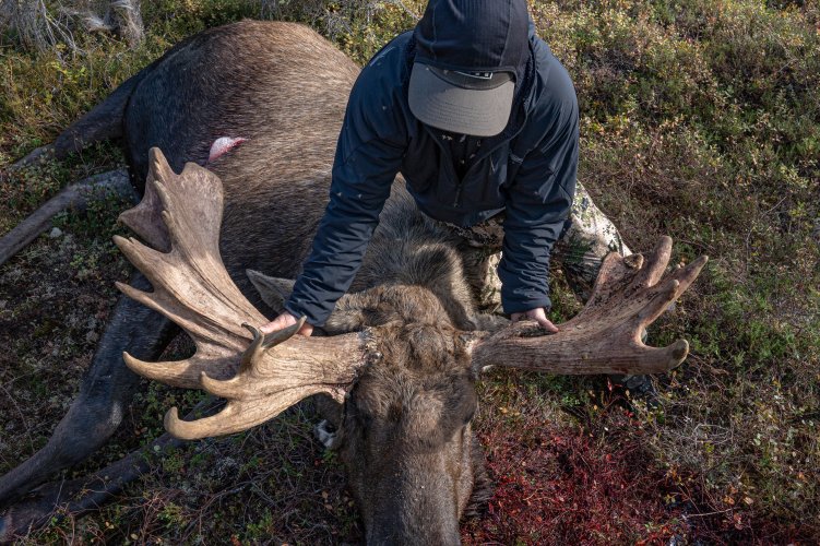 AK Moose 2023-79.jpg