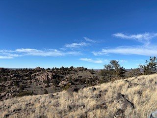 elk not grazing.jpg