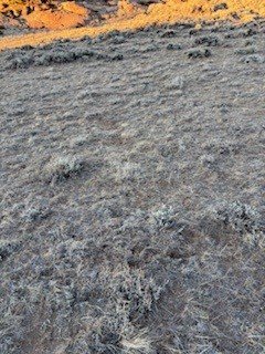 Elk grazing.jpg