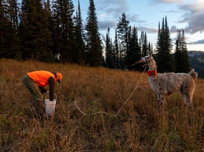 Deer17.jpg