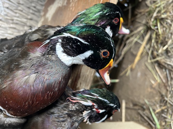 IMG_5935.jpeg IMG_5935.jpeg