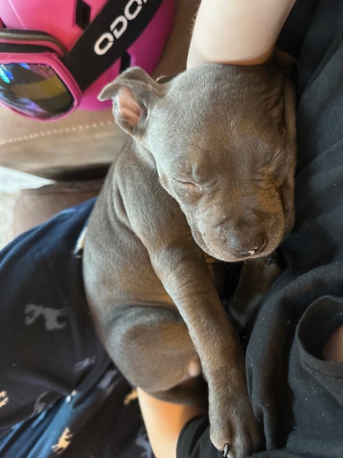 new pup.jpg