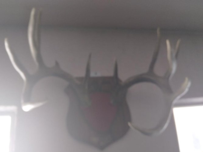 Michigan 12 point.jpg